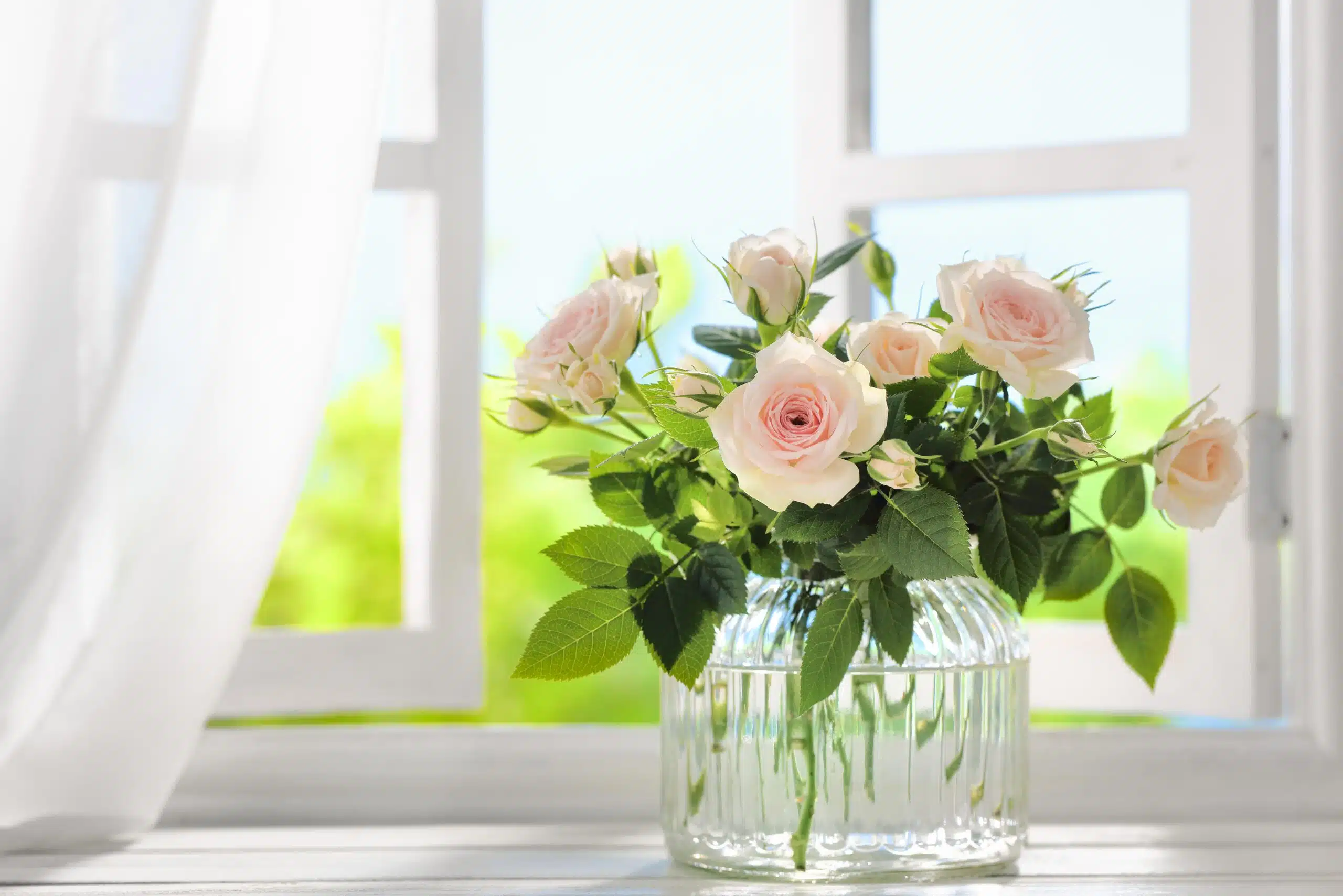 Three potted flower stand on the windowsill in the curtains background